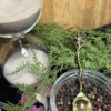 Soft gold ritual spoon with Tree of Life symbol – mystical spoon for herbs, teas, and altar rituals