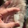 Clear quartz crystal bottle pendant with dream intention oil – for lucid dreams and restful sleep