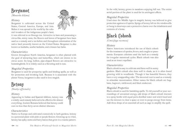 Magickal properties and history of Bergamot and Betony from the herbal guide